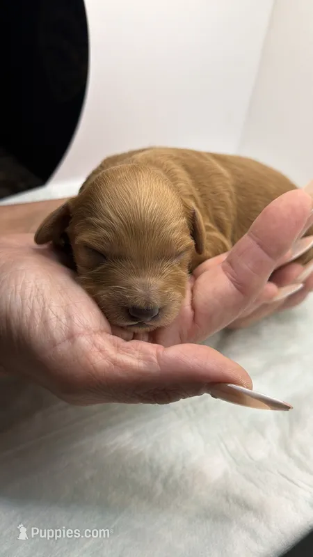 Sunny – Miniature Goldendoodle puppy for sale in Greeley, CO