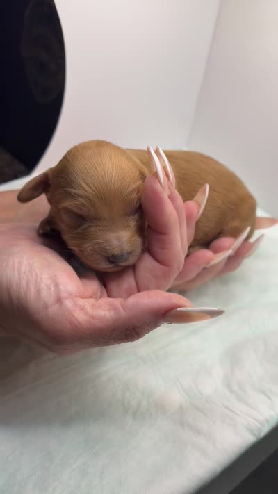 Sunny, a male Miniature Goldendoodle for sale in Greeley, CO – 6 of 6