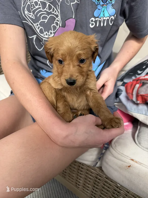 Honey – Miniature Goldendoodle puppy for sale in Greeley, CO