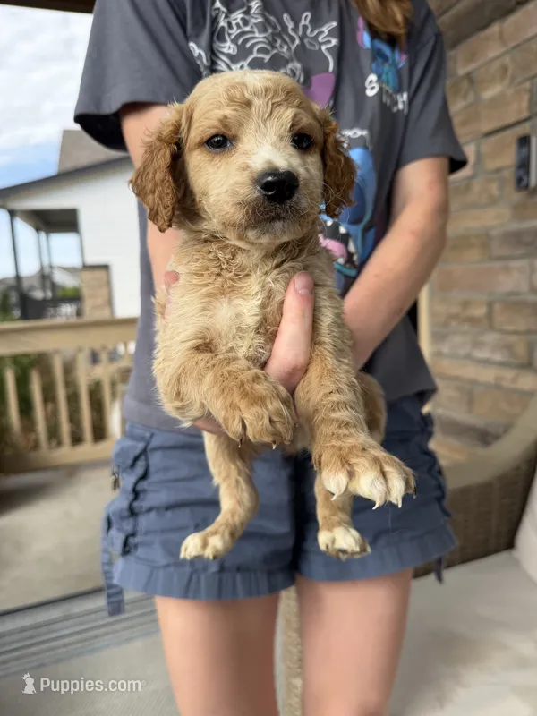 Chill Willy – Miniature Goldendoodle puppy for sale in Greeley, CO