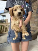 Chill Willy, a male Miniature Goldendoodle for sale in Greeley, CO – 1 of 10
