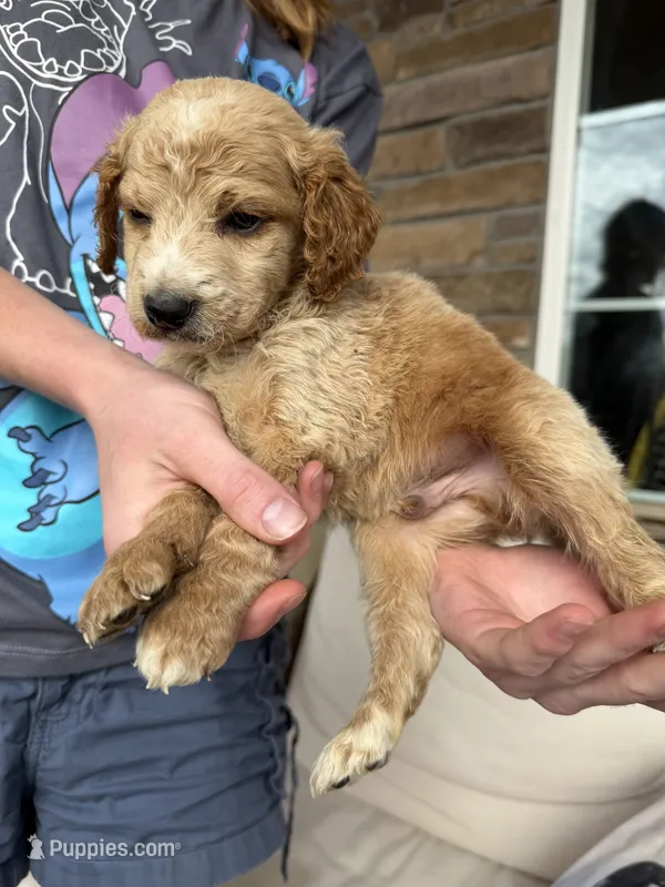 Luna – Miniature Goldendoodle puppy for sale in Greeley, CO