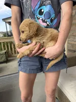 Sandy boy, a male Miniature Goldendoodle for sale in Greeley, CO – 7 of 9