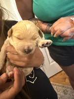 Luna, a female Miniature Goldendoodle for sale in Greeley, CO – 4 of 7