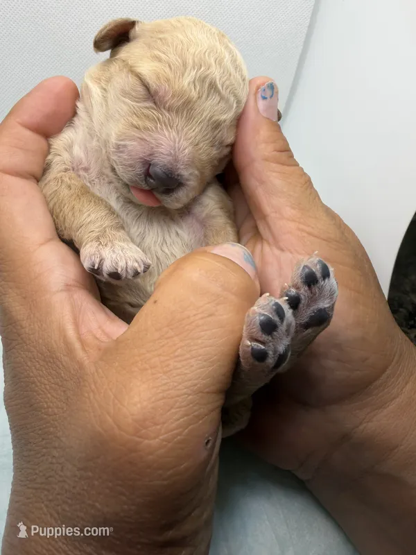 Pinky – Miniature Goldendoodle puppy for sale in Greeley, CO