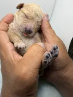 Pinky, a female Miniature Goldendoodle for sale in Greeley, CO – 1 of 5