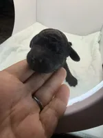 Flower 🌼 , a female Miniature Goldendoodle for sale in Greeley, CO – 2 of 5