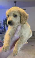 Sandy boy, a male Miniature Goldendoodle for sale in Greeley, CO – 2 of 9