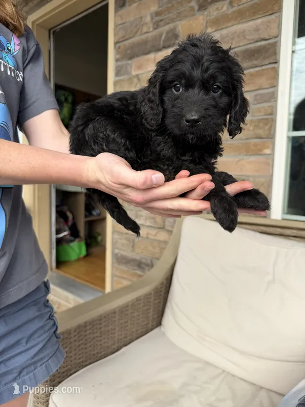Big bear – Miniature Goldendoodle puppy for sale in Greeley, CO