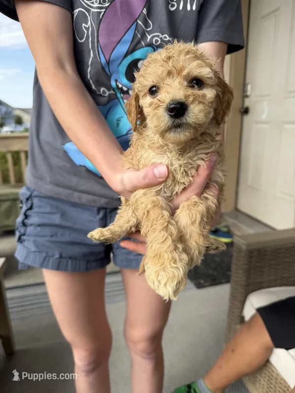 Pinky – Miniature Goldendoodle puppy for sale in Greeley, CO