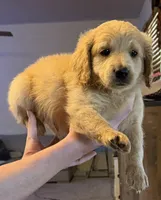 Sandy boy, a male Miniature Goldendoodle for sale in Greeley, CO – 3 of 9