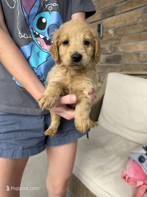 Sandy boy – Miniature Goldendoodle puppy for sale in Greeley, CO