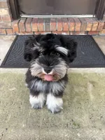 Ella, a female Miniature Schnauzer for sale in Fort Walton Beach, FL – 3 of 5