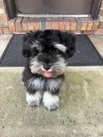 Ella, a female Miniature Schnauzer for sale in Fort Walton Beach, FL – 2 of 5