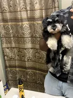 Ella, a female Miniature Schnauzer for sale in Fort Walton Beach, FL – 4 of 5