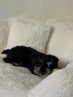 Ella, a female Miniature Schnauzer for sale in Fort Walton Beach, FL – 5 of 5