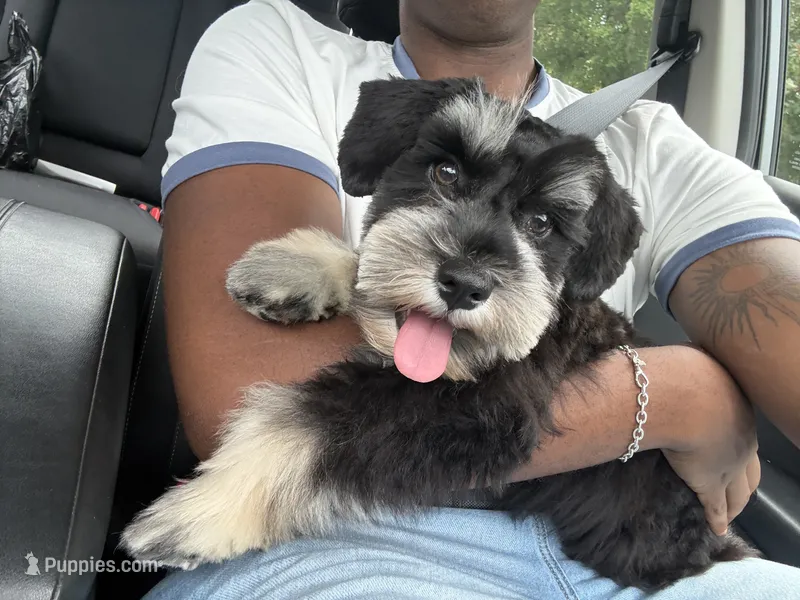 Ella – Miniature Schnauzer puppy for sale in Fort Walton Beach, FL