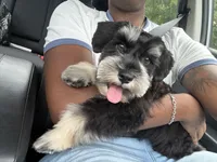 Ella, a female Miniature Schnauzer for sale in Fort Walton Beach, FL – 1 of 5