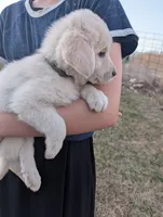 Bella, a female Labrador Retriever for sale in Riverside, IA – Photo 2 of 3