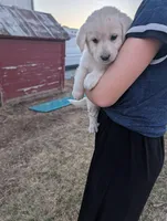 Bella, a female Labrador Retriever for sale in Riverside, IA – Photo 3 of 3
