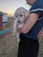 Bella, a female Labrador Retriever for sale in Riverside, IA – Photo 1 of 3
