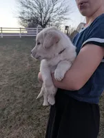Buster, a male Labrador Retriever for sale in Riverside, IA – Photo 2 of 2