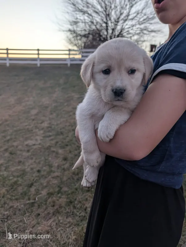 Buster – Labrador Retriever puppy for sale in Riverside, IA