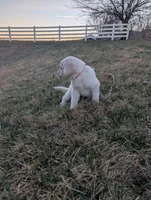Max, a male Labrador Retriever for sale in Riverside, IA – Photo 2 of 2
