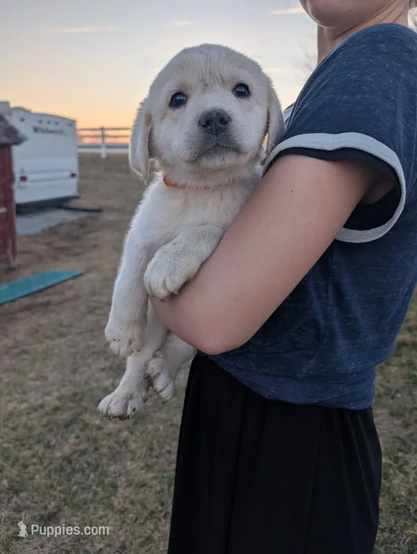 Max – Labrador Retriever puppy for sale in Riverside, IA