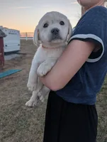 Max, a male Labrador Retriever for sale in Riverside, IA – Photo 1 of 2