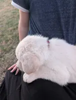 Bud, a male Labrador Retriever for sale in Riverside, IA – Photo 3 of 4