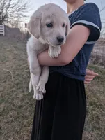 Bud, a male Labrador Retriever for sale in Riverside, IA – Photo 4 of 4