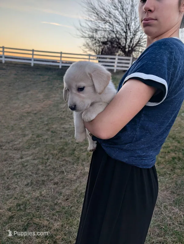 Luna – Labrador Retriever puppy for sale in Riverside, IA