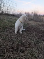 Luna, a female Labrador Retriever for sale in Riverside, IA – Photo 2 of 4