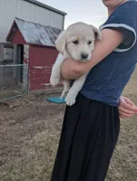 Luna, a female Labrador Retriever for sale in Riverside, IA – Photo 3 of 4