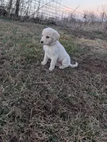 Luna, a female Labrador Retriever for sale in Riverside, IA – Photo 4 of 4