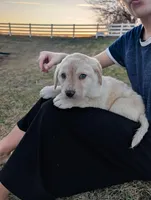 Taffy, a female Labrador Retriever for sale in Riverside, IA – Photo 2 of 2