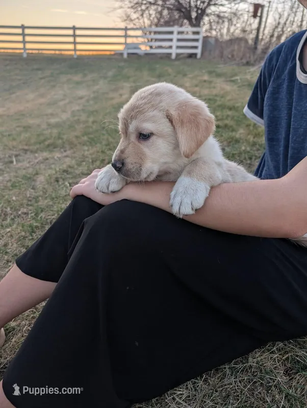 Taffy – Labrador Retriever puppy for sale in Riverside, IA