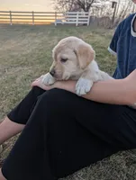 Taffy, a female Labrador Retriever for sale in Riverside, IA – Photo 1 of 2