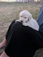 Cooper, a male Labrador Retriever for sale in Riverside, IA – Photo 3 of 4