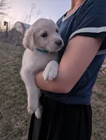 Cooper, a male Labrador Retriever for sale in Riverside, IA – Photo 4 of 4