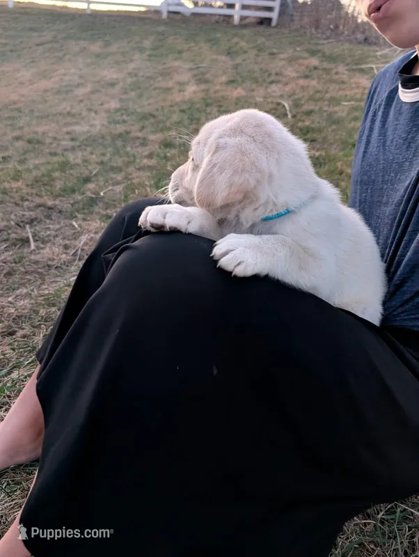 Cooper – Labrador Retriever puppy for sale in Riverside, IA