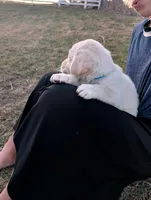 Cooper, a male Labrador Retriever for sale in Riverside, IA – Photo 1 of 4