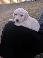 Cooper, a male Labrador Retriever for sale in Riverside, IA – Photo 2 of 4