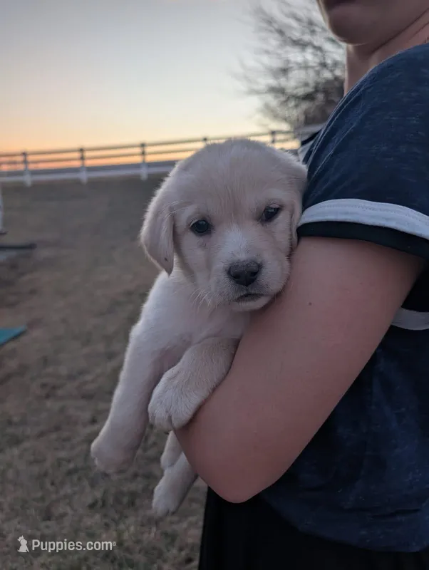 Daisy – Labrador Retriever puppy for sale in Riverside, IA
