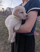 Daisy, a female Labrador Retriever for sale in Riverside, IA – Photo 2 of 3