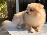Toasty, a male Pomeranian for sale in Geneva, FL – Photo 2 of 2