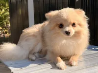 Toasty, a male Pomeranian for sale in Geneva, FL – Photo 1 of 2