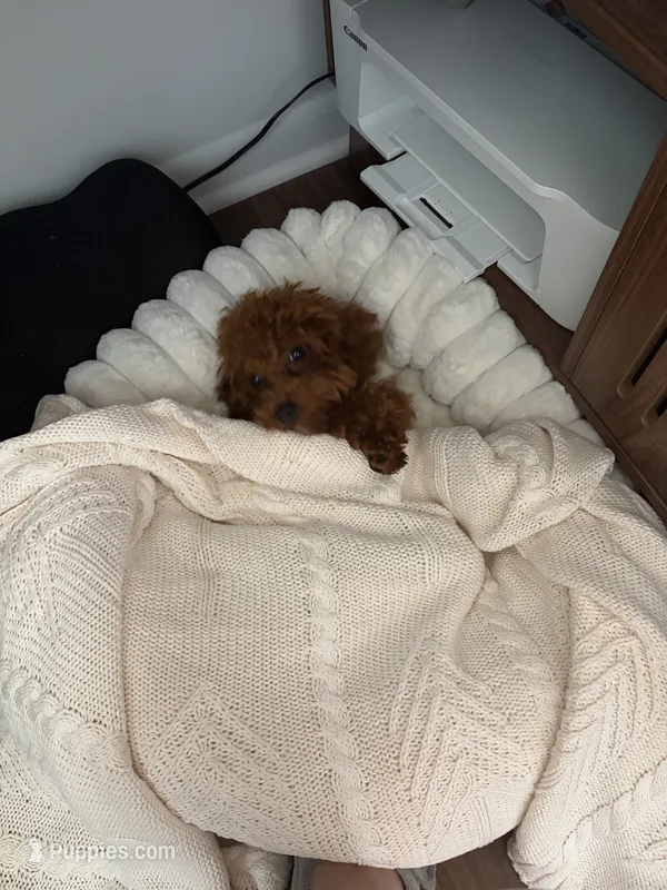 Rosy – Poodle - Miniature  puppy for sale in Boca Raton, FL