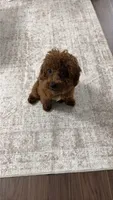 Rosy, a female Poodle - Miniature  for sale in Boca Raton, FL – 2 of 3
